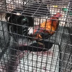 Cockfighting ring busted in Nevada Cockfighting ring busted in Nevada: Dozens of dead roosters found; 28 face felony charges